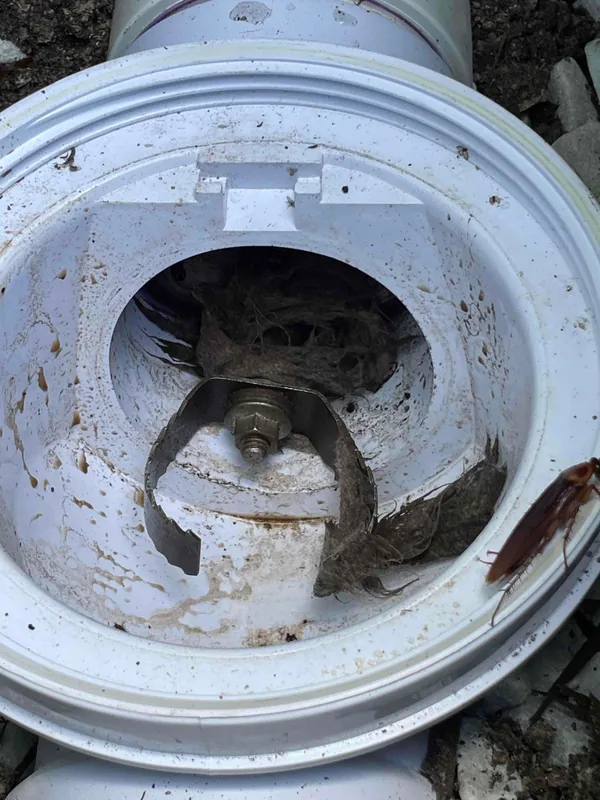Close view of roots obstructing the opening of a white pipe fitting