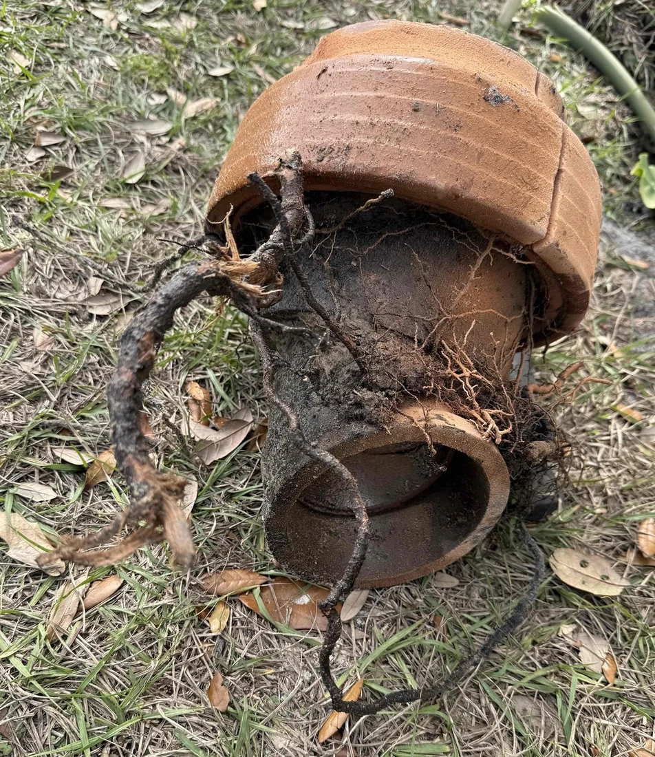 Removed clay pipe section with roots visible around its opening, resting on grass
