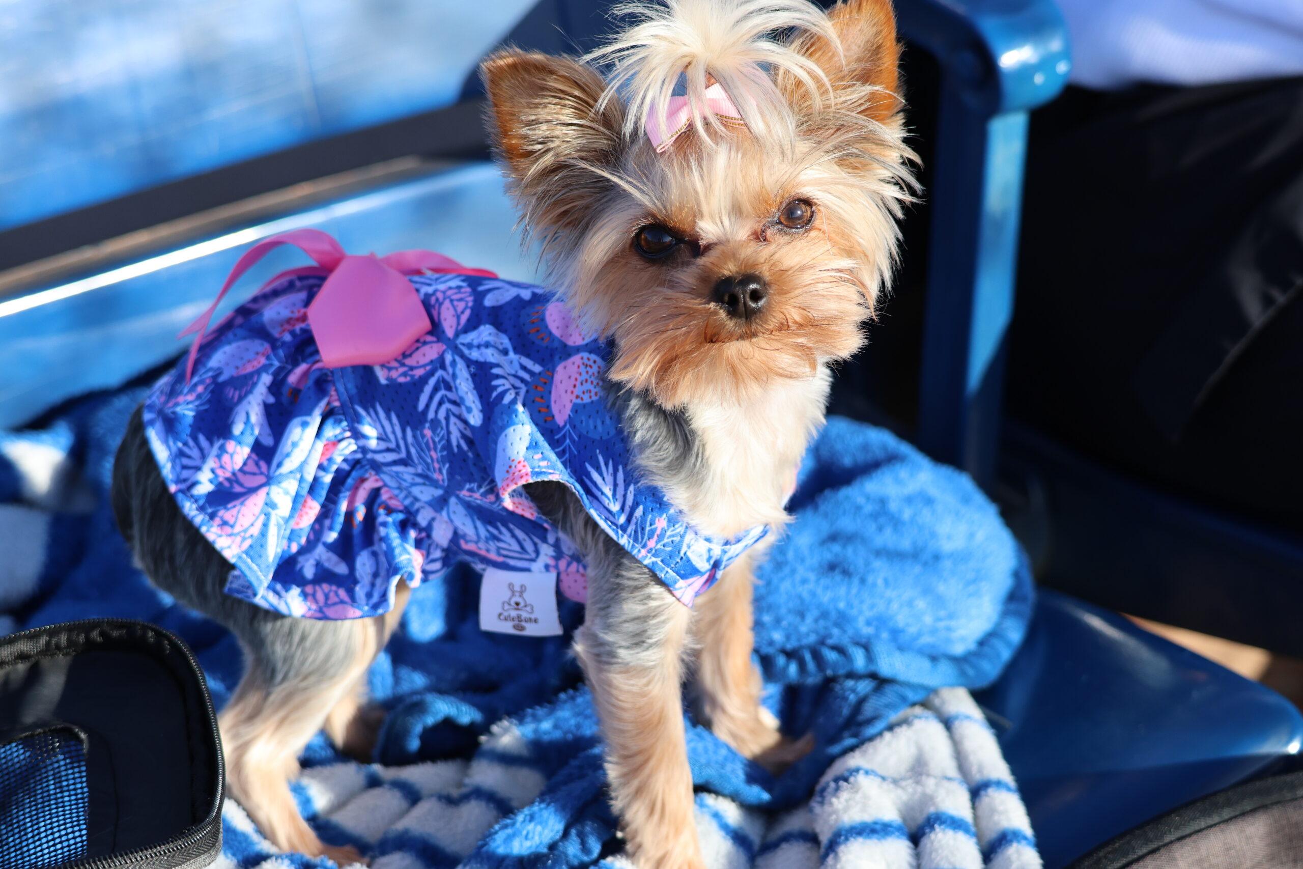 Lizzie in a blue patterned dress with pink bows, sitting on a blue blanket